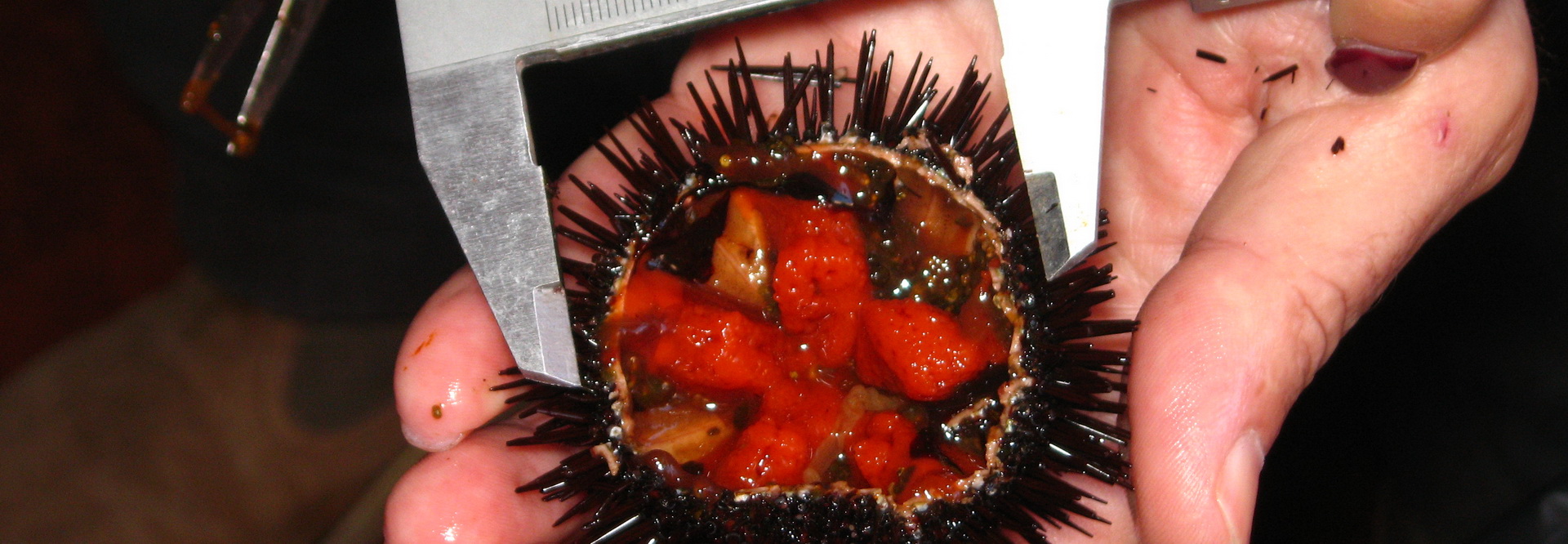 Sea urchin monitoring