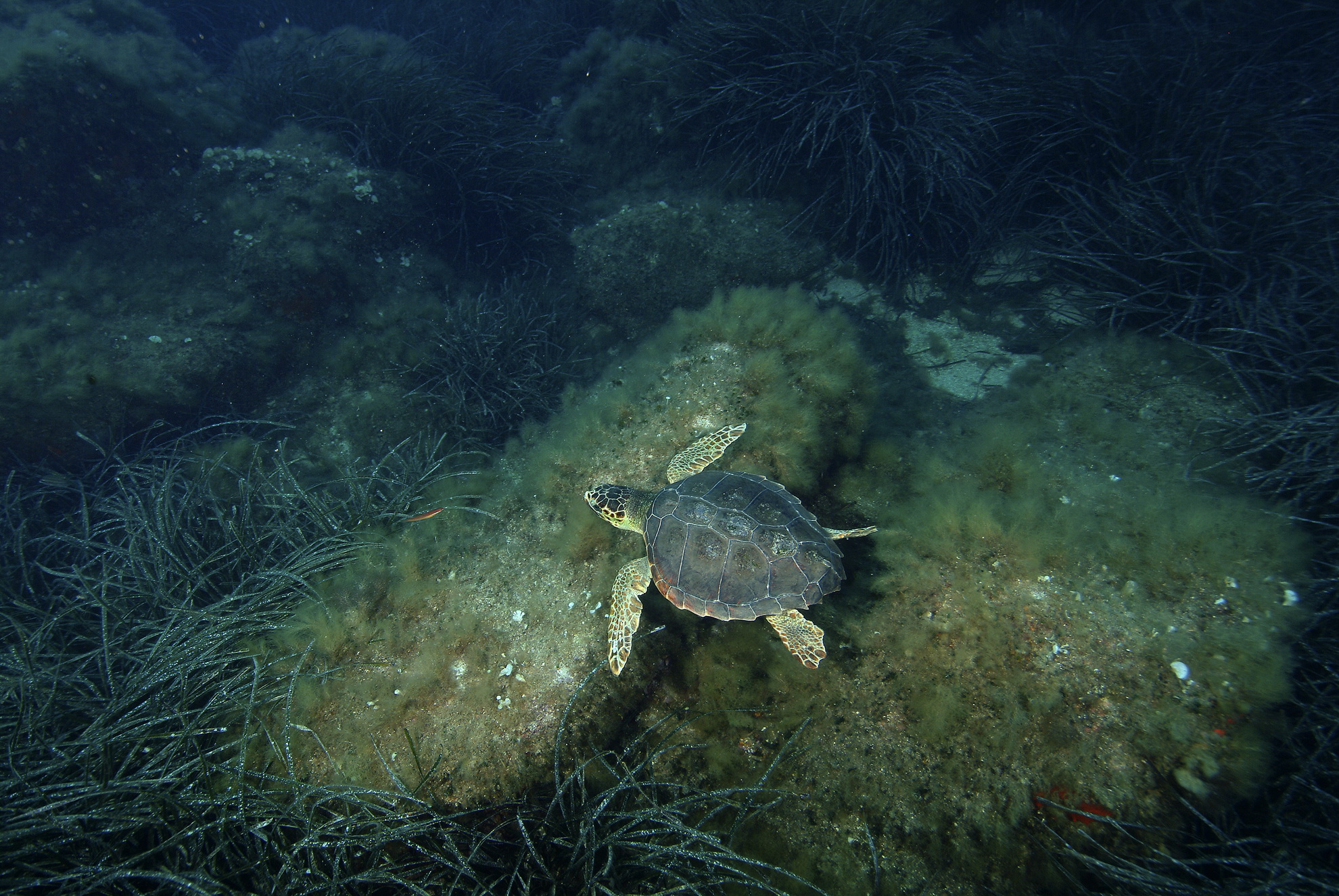 Giornata mondiale tartarughe marine