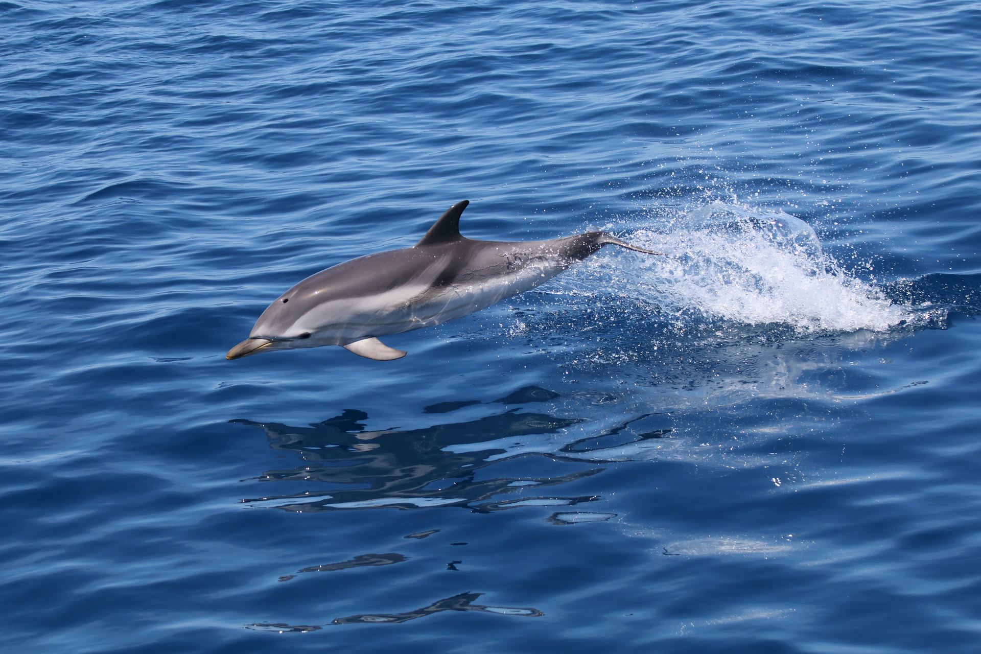 Delfini e balenottere avvistati a Tavolara
