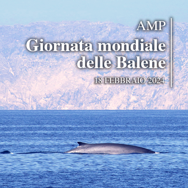 Giornata Mondiale delle. Balene